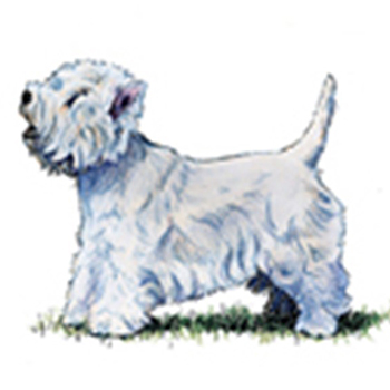 West Highland White Terrier - Click Image to Close